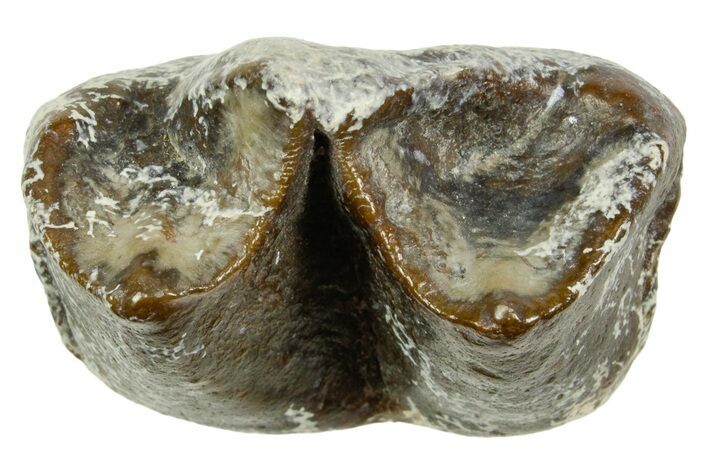 Fossil Titanothere (Megacerops) Tooth Crown - South Dakota #364454